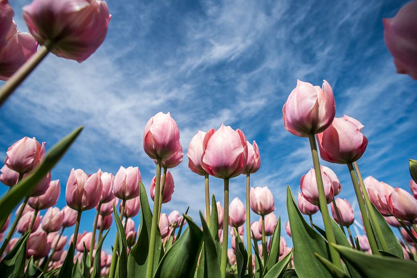 Roze tulpen in het veld by Arjen Schippers