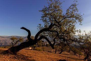 An almond tree in Andalusia, Spain. by Coos Photography