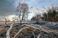 Boom in winterlandschap van Peter Bolman thumbnail