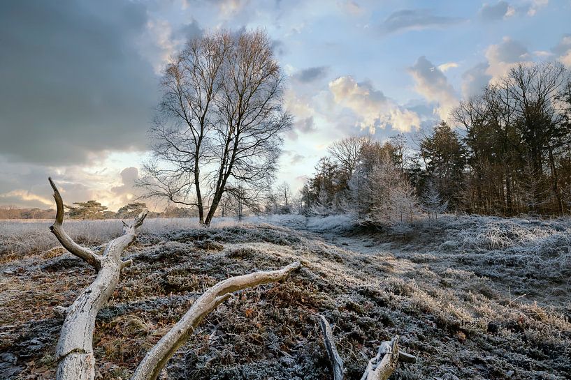 Boom in winterlandschap van Peter Bolman