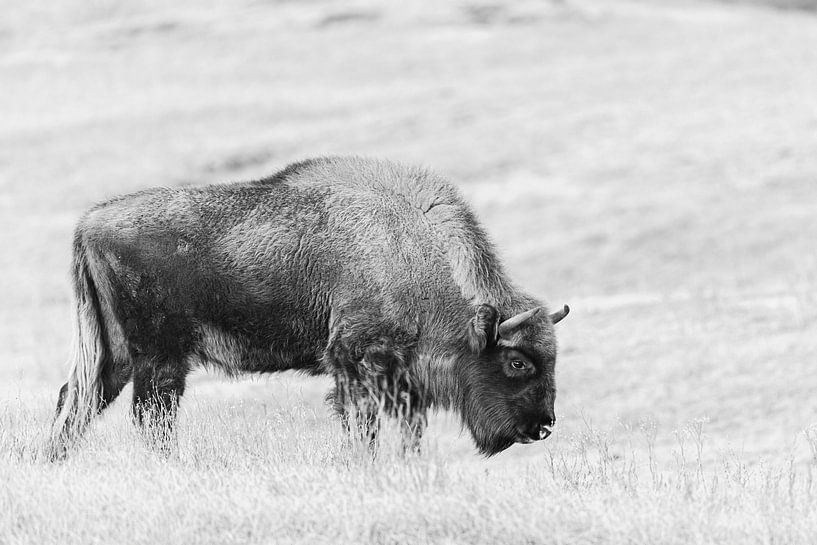 Wisent von Esther Bakker-van Aalderen