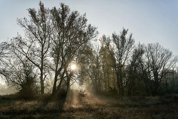 Zonsopgang tussen bomen in de herfst van Heiko Kueverling