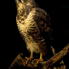 Buizerd met prachtige donkere achtergrond by Wouter Midavaine