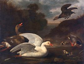 Ganzen en eenden, Johannes Spruyt