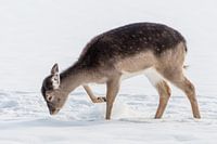 Young fallow deer in the snow