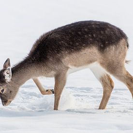 Junger Damhirsch im Schnee von Diantha Risiglione