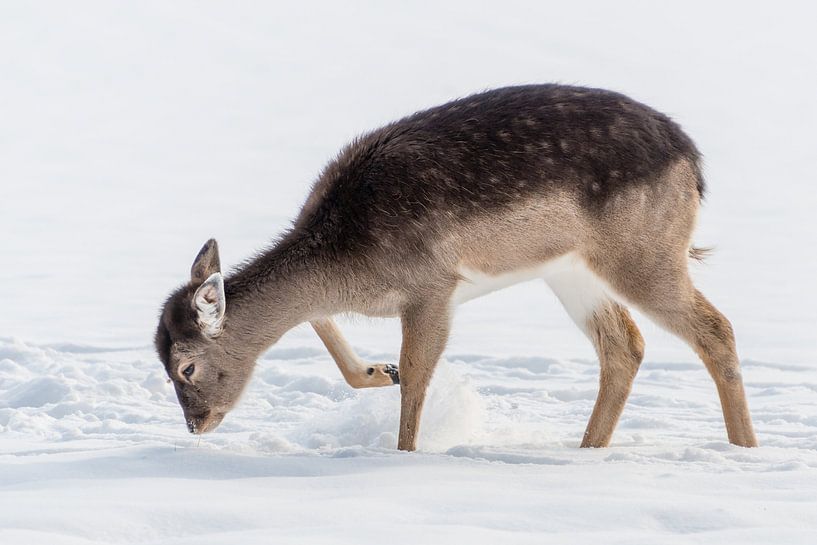 Young fallow deer in the snow by Diantha Risiglione