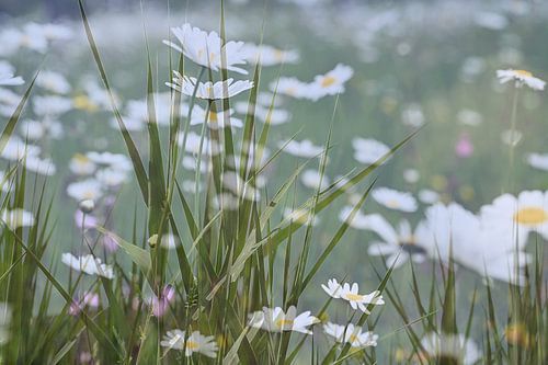 Abstracte fotografie | Abstract expressionisme | Ganzen in een grasveld vol met Margrieten