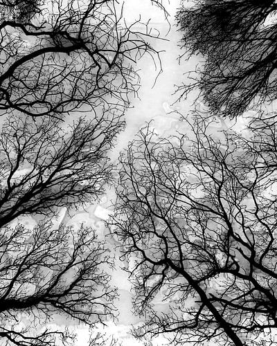 Abstract Forest Landscape in Winter