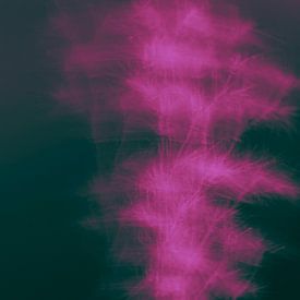 Dynamische Farbexplosion: Ein künstlerisches Bild von sich bewegenden Blumen in Rosa und Lila, eingefangen in einem poetischen Tanz aus Licht und Form von ByLulu