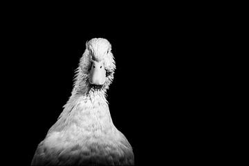 Zwart wit portret peking eend, black and white pekin duck
