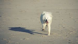 Samoyed