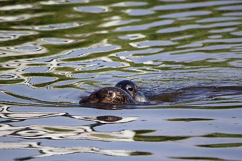 Seal with young / pup 3