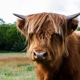 Vache Highlander écossaise sur Rick Van der bijl