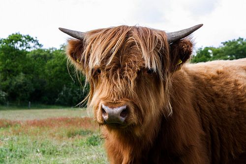 Schottische Highlander-Kuh