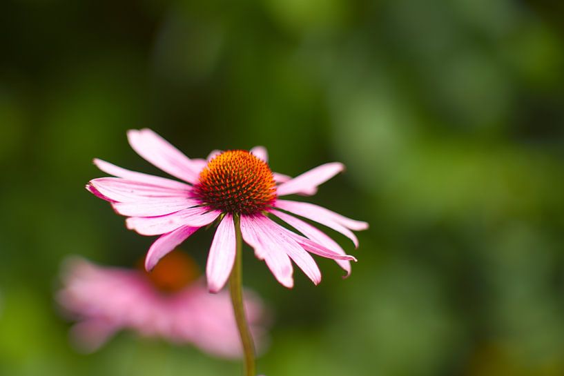 Blume, Echinacea von Steffi Hommel