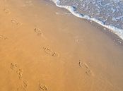 Voetafdrukken op het strand van Animaflora PicsStock thumbnail