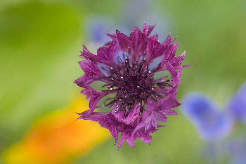 Abstrakter Hintergrund mit einer violetten Kornblume von Jolanda de Jong-Jansen
