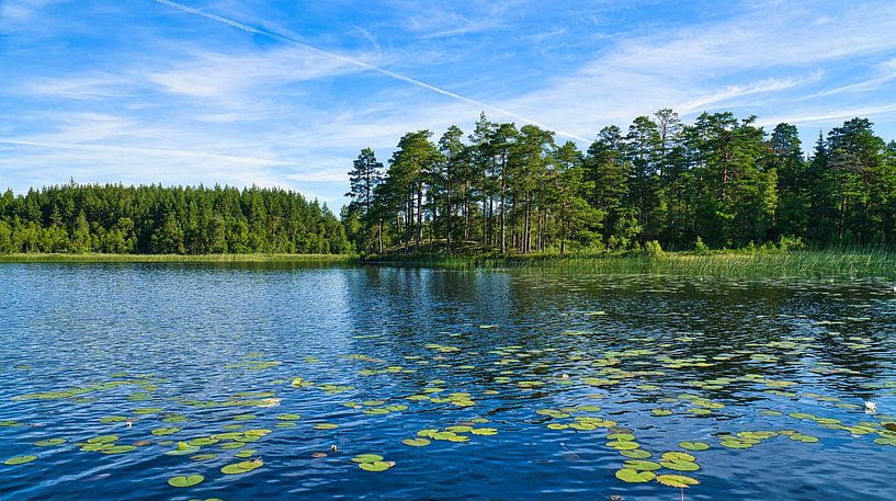 Lake in Sweden with water lilies, white clouds, blue water and trees on the shore by Martin Köbsch