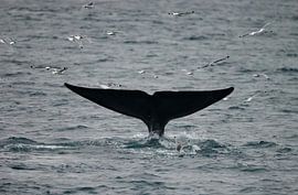 Der Schwanz des Blauwals von Menno Schaefer