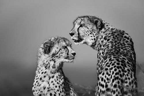 Zwartwit portret van twee cheetah's van Chi