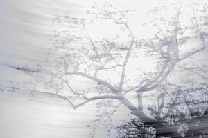 Les arbres. Par tous les temps. 1