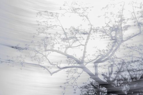 Bomen. In weer en wind. 1