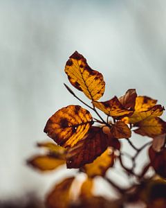 Herfstbladeren van Pim Haring