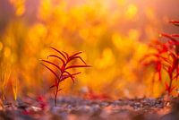 Fireweed in the Evening Light
