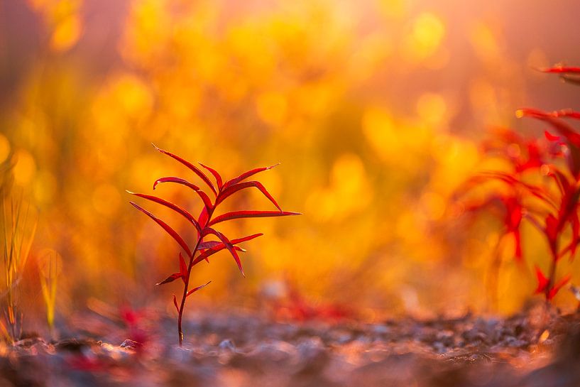 Fireweed in the Evening Light by José IJedema