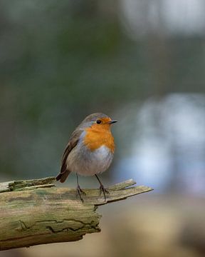 Robin on the lookout in the wood by Pleun Bonekamp