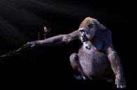 Gorilla van Guido Heijnen thumbnail