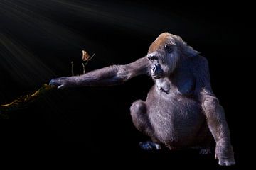 Gorilla von Guido Heijnen