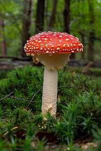 Agaric moucheté