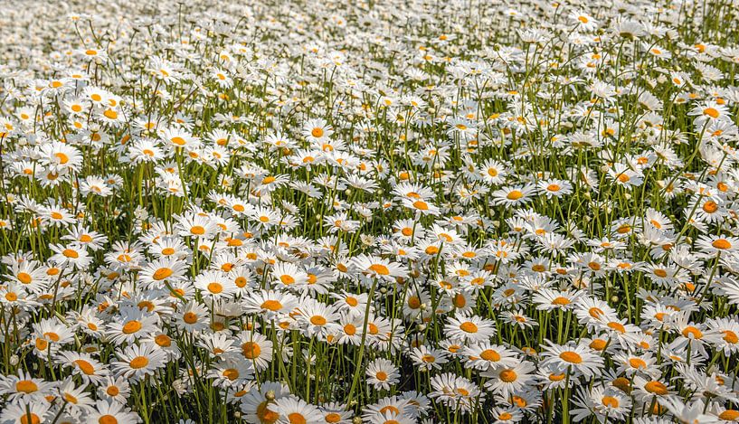 In der Nähe blühende Gänseblümchen von Ruud Morijn