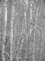 Forêt de bouleaux