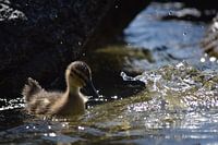 Beautiful duck