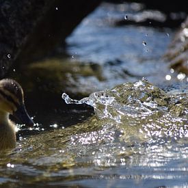 Beautiful duck van Ilona Hartman