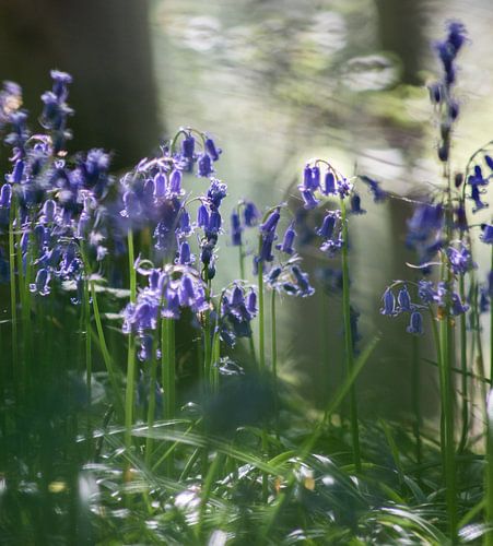Het Hallerbos ontwaakt 