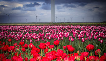 Red, pink and white tulip field with windmills