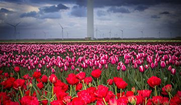 Rood, roze en wit tulpenveld met windmolens van Jos van den berg