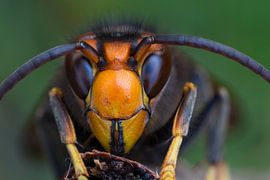 Asian hornet by Jeroen  Ruël
