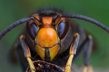 Asiatische Hornisse von Jeroen  Ruël