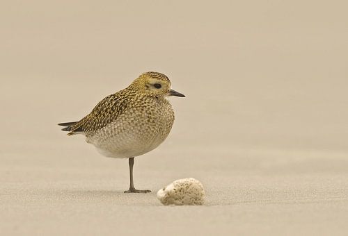 Goudplevier staand op het strand