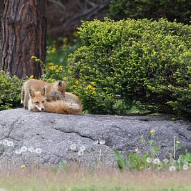 Renard rouge Ezo avec cubs Hokkaido, Japon sur Frank Fichtmüller