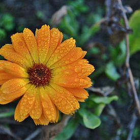 Oranje bloem von Melanie Weeda
