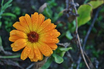 Oranje bloem van Melanie Weeda