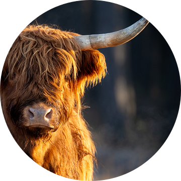 Highland cow van John Goossens Photography