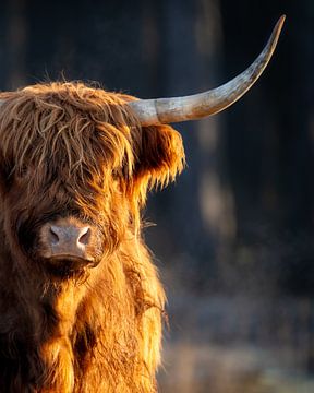 Highland cow van John Goossens Photography