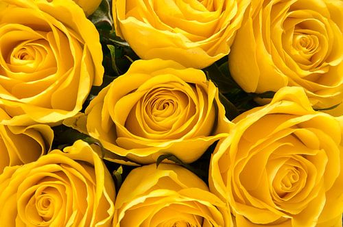 Seven yellow roses